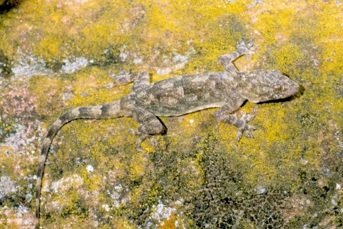 Flathead Leaf-toed Gecko