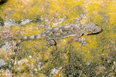 Hemidactylus platycephalus