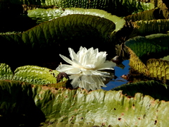Victoria cruziana