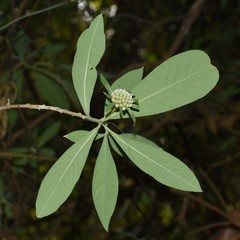 Edgeworthia gardneri