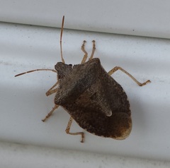 Euschistus servus euschistoides