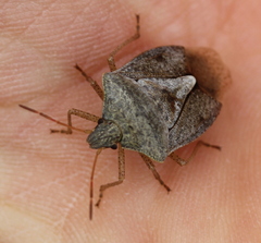 Euschistus servus euschistoides