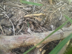 Ptychadena mossambica