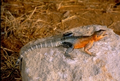 Agama caudospinosa