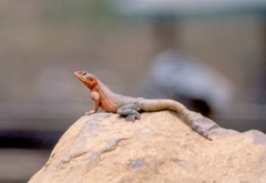 Agama caudospinosa