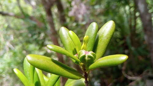 Pyrostria oleifolia image