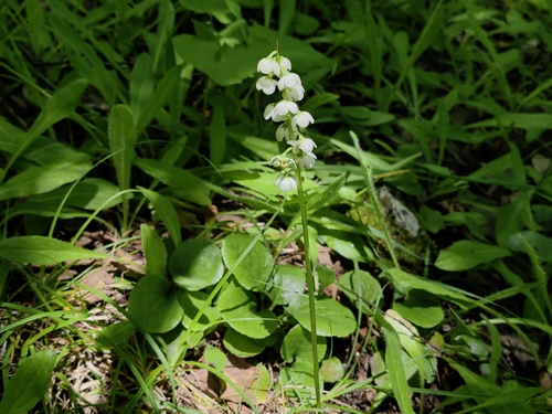 Pyrola faurieana iNat (3)