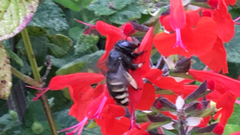Xylocopa tabaniformis parkinsoniae