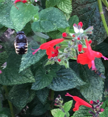 Xylocopa tabaniformis parkinsoniae