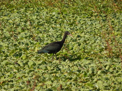 Phimosus infuscatus