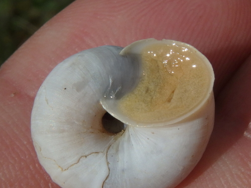 Fruticocampylaea narzanensis