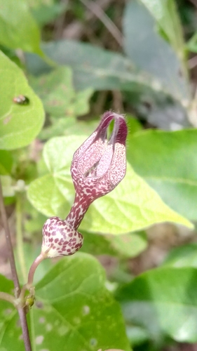 Ceropegia bonafouxii image