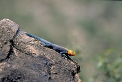 Agama lionotus