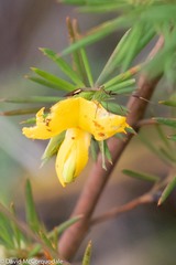 Pseudopantilius australis