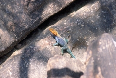Agama lionotus