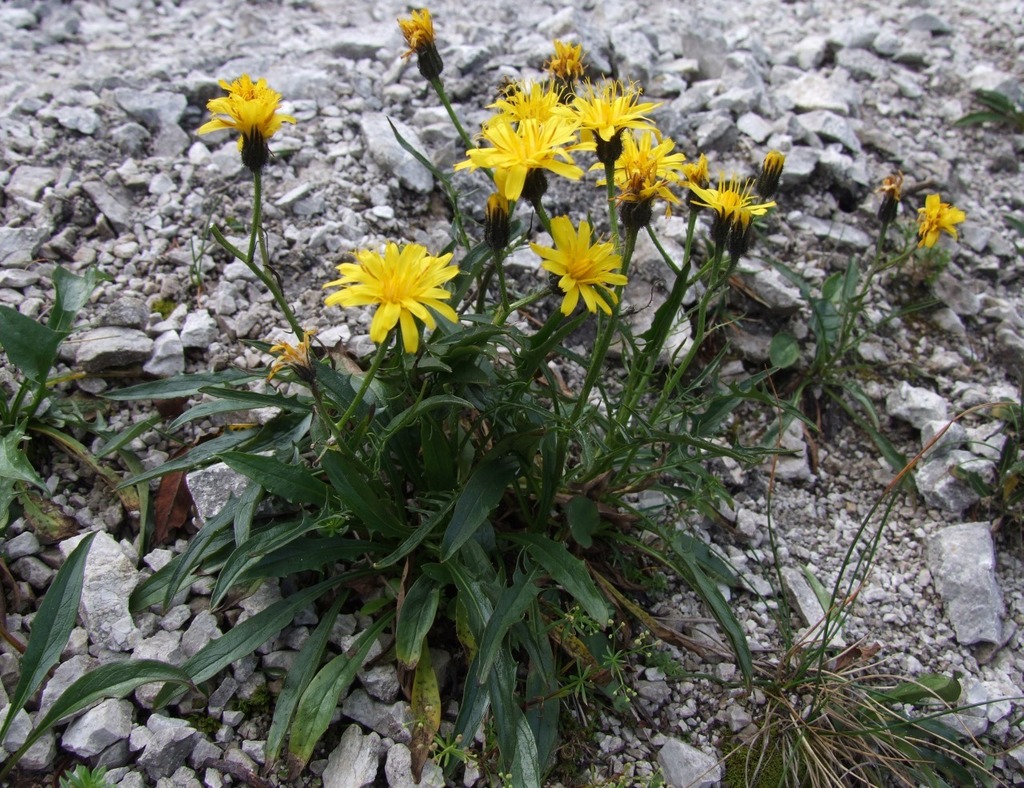 Crepis jacquinii