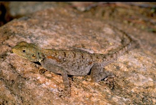 Kenyan Rock Agama