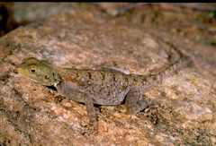Agama lionotus