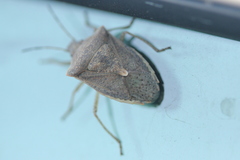 Euschistus variolarius