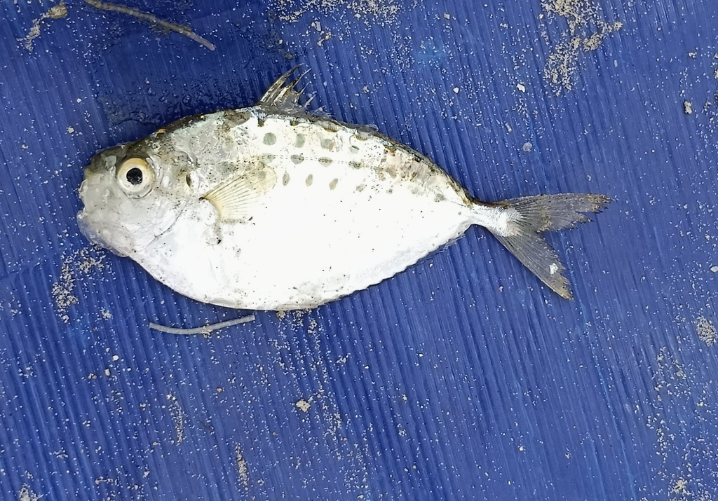 pugnose ponyfish