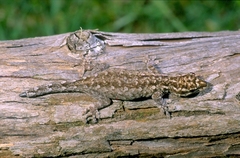 Lygodactylus keniensis