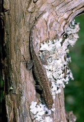 Lygodactylus keniensis