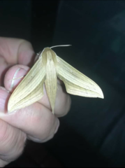 Xylophanes loelia
