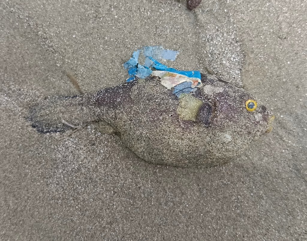 Narrow-lined toadfish