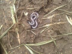 Afrotyphlops mucruso