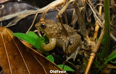 Lingnan Floating Frog photo 3