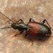 Bembidion varicolor - Photo (c) Roman Burgsteiner, some rights reserved (CC BY-NC), uploaded by Roman Burgsteiner