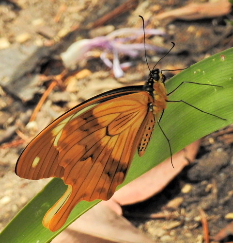 Mocker Swallowtail