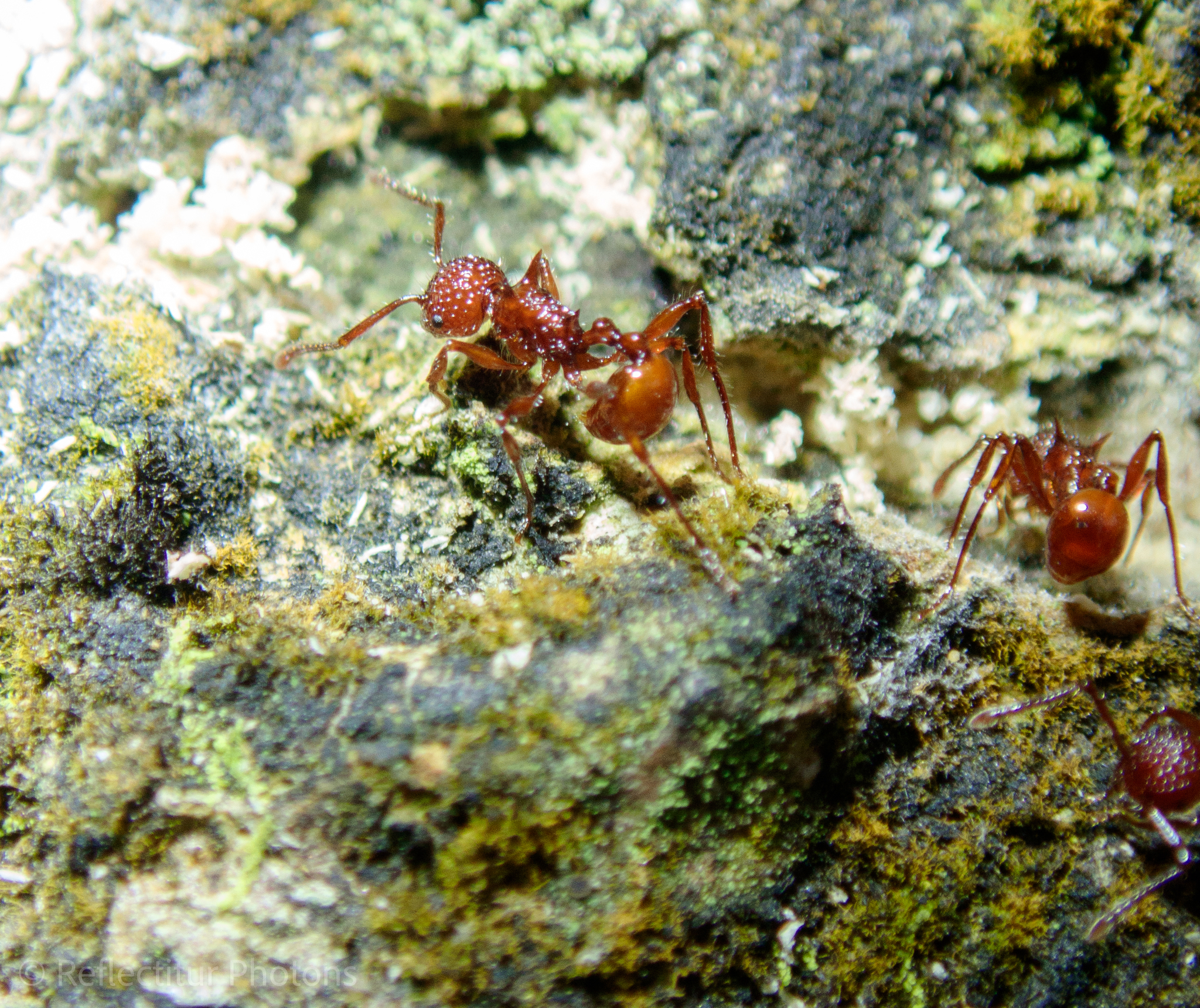 Pristomyrmex bicolor