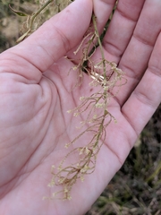 Iresine diffusa image