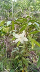 Mascarenhasia
