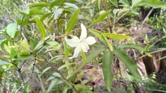 Mascarenhasia