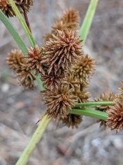 Cyperus ligularis image