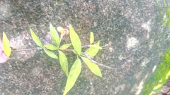 Mostuea brunonis