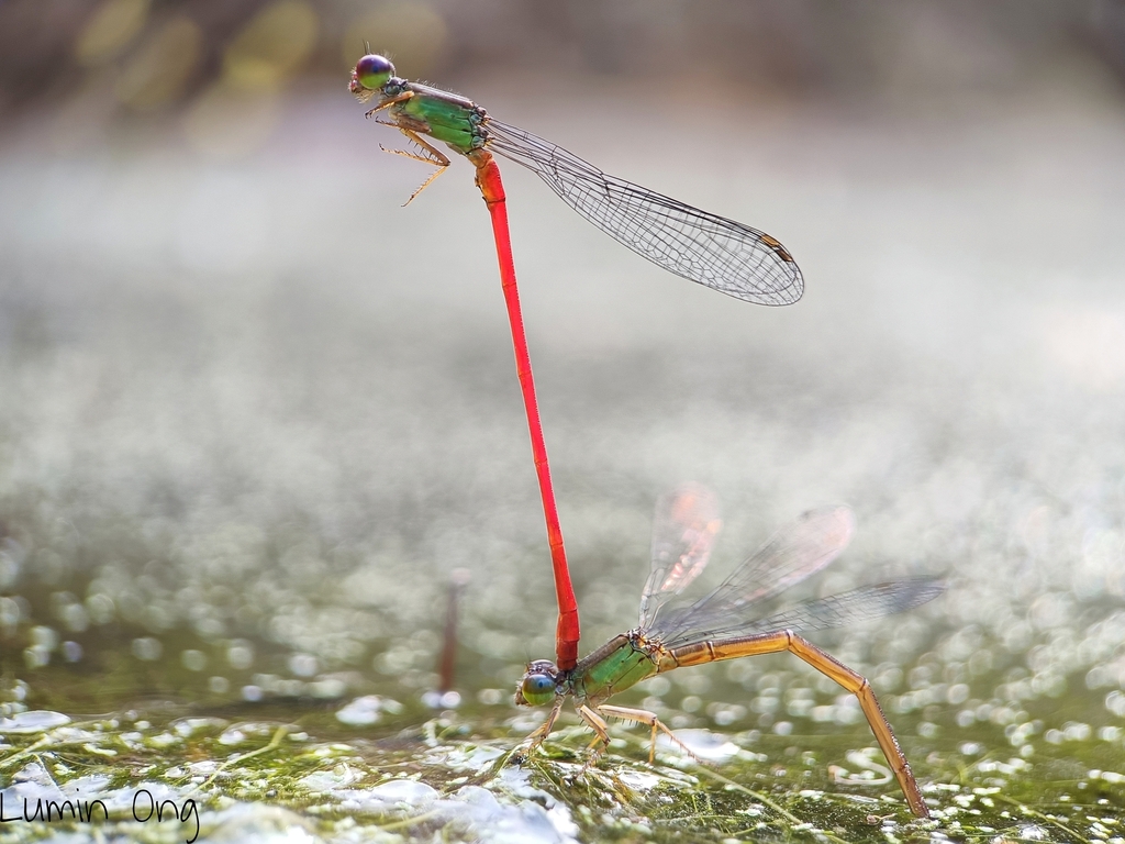 Fiery Coraltail