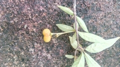 Mostuea brunonis