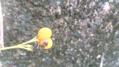 Mostuea brunonis