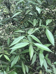 Coptosperma supra-axillare