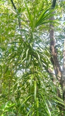 Dracaena