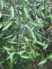 Coptosperma supra-axillare