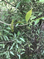 Coptosperma supra-axillare