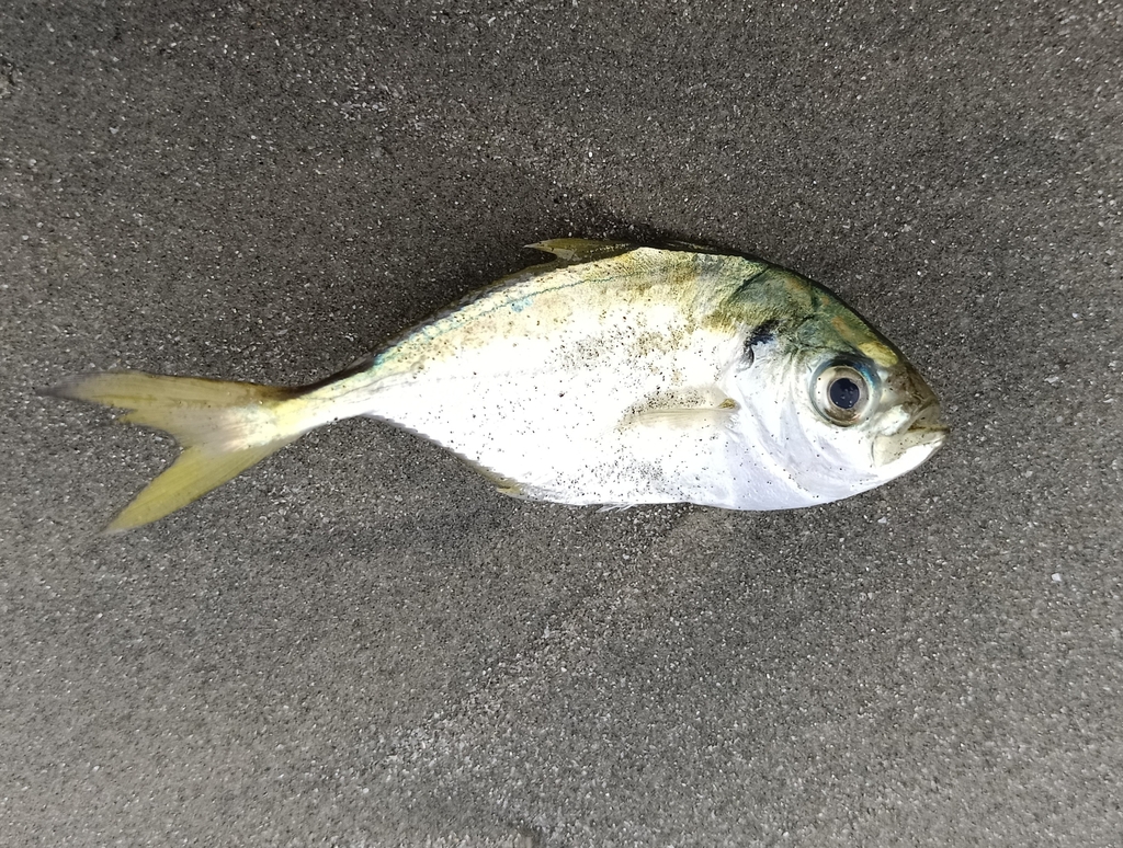 banded scad