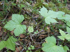Rubus humulifolius