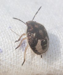 Holcostethus limbolarius