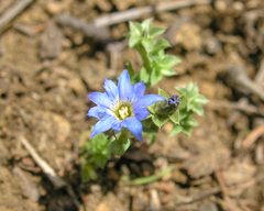Gentiana squarrosa