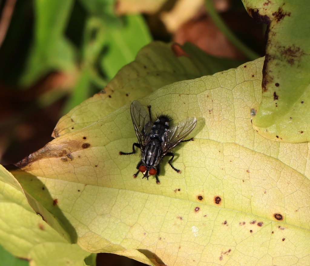 common-flesh-flies-in-july-2023-by-ahmed-muj-inovi-inaturalist